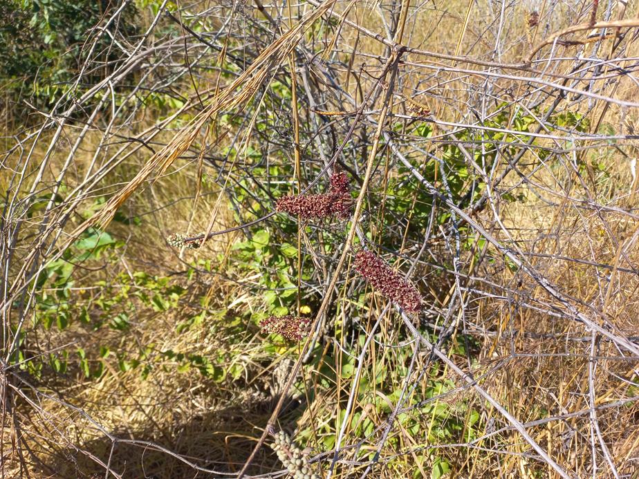 Entada nudiflora Entada nudiflora