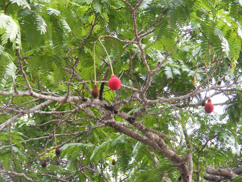 Parkia filicoidea Parkia filicoidea