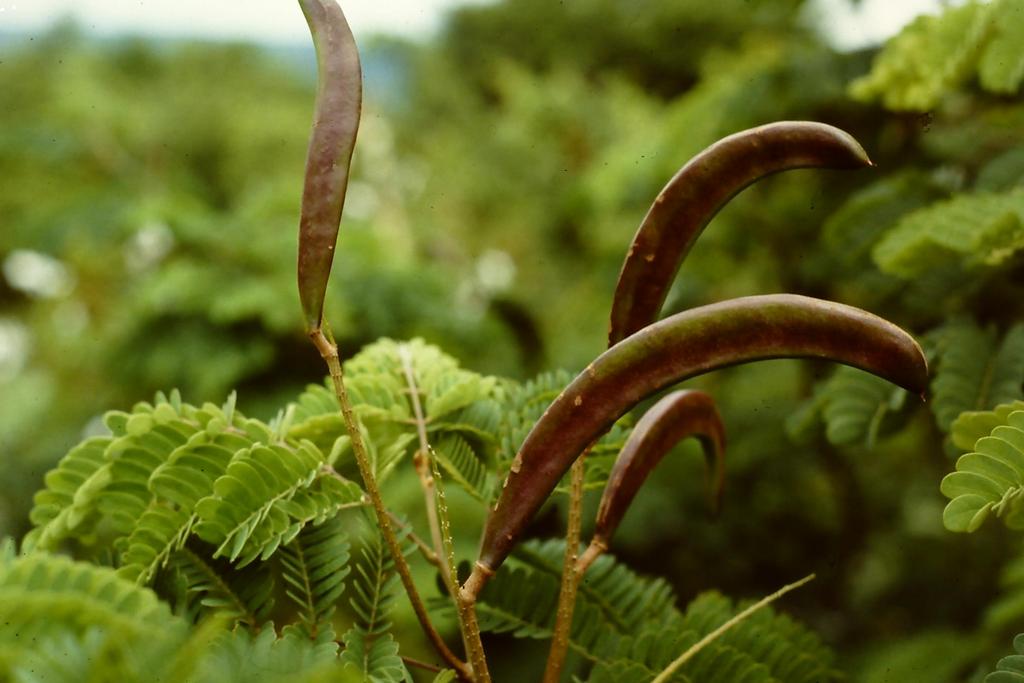 Pseudoprosopis fischeri