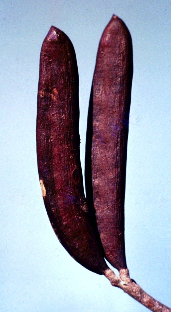 Pseudoprosopis fischeri Pseudoprosopis fischeri