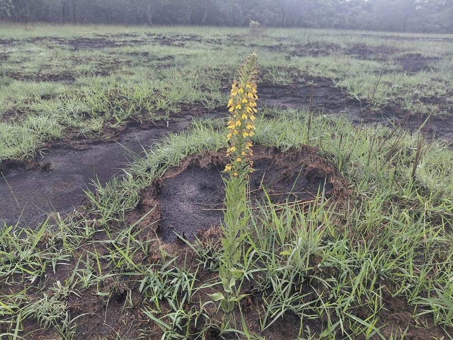 Brachycorythis mixta