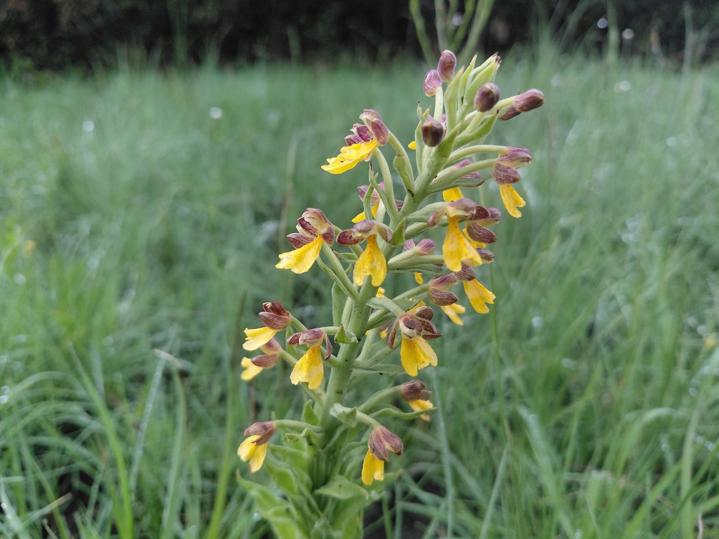 Brachycorythis mixta