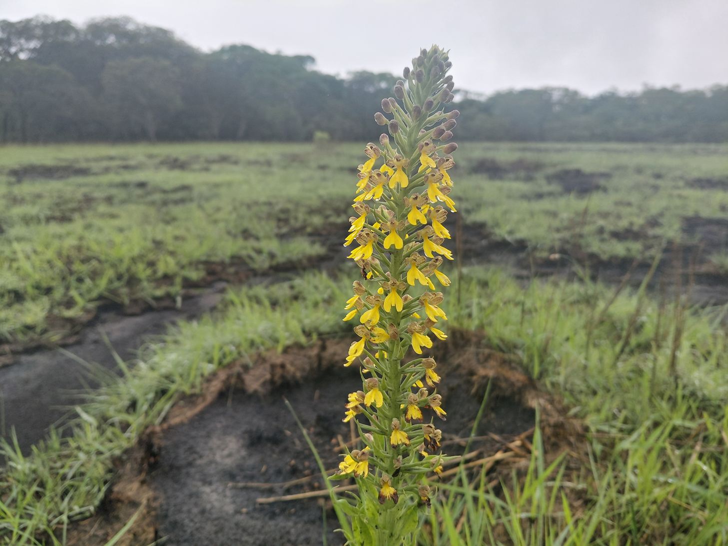 Brachycorythis mixta