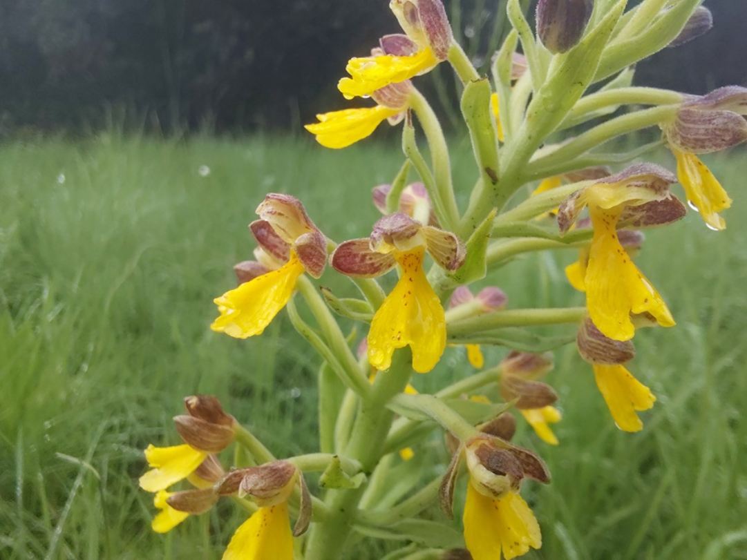 Brachycorythis mixta