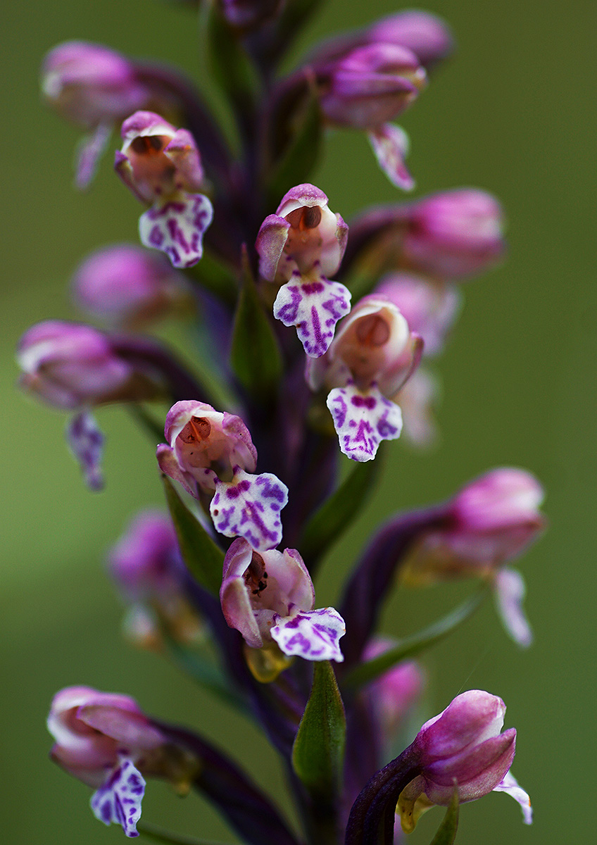 Brachycorythis rhodostachys