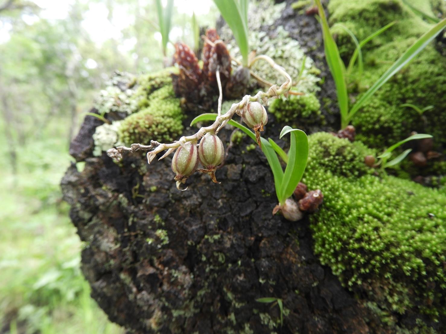Bulbophyllum rugosibulbum