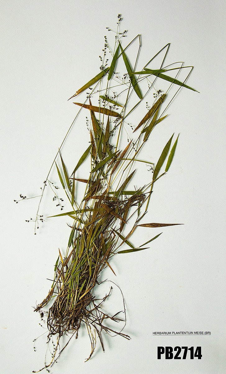 Panicum chionachne Panicum chionachne