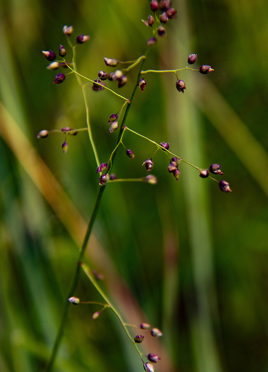 Panicum chionachne Panicum chionachne