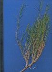 Paspalum vaginatum