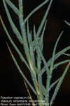 Paspalum vaginatum