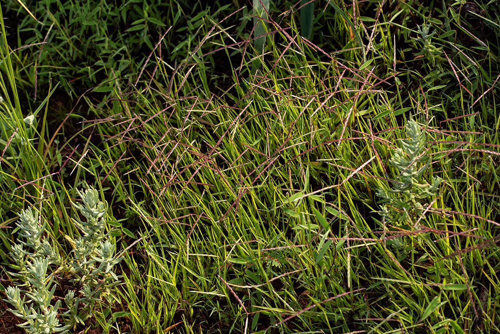 Digitaria complanata Digitaria complanata