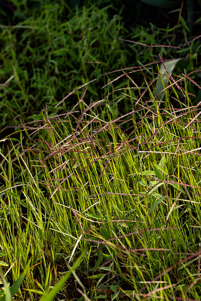 Digitaria complanata