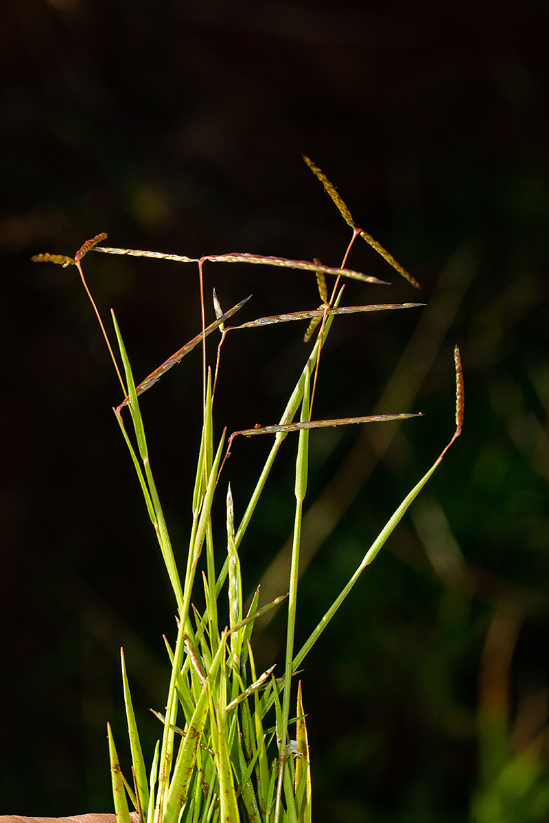 Digitaria complanata