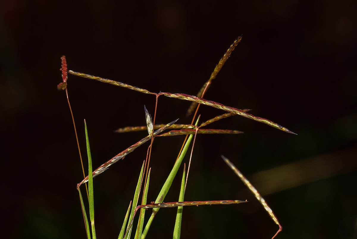 Digitaria complanata