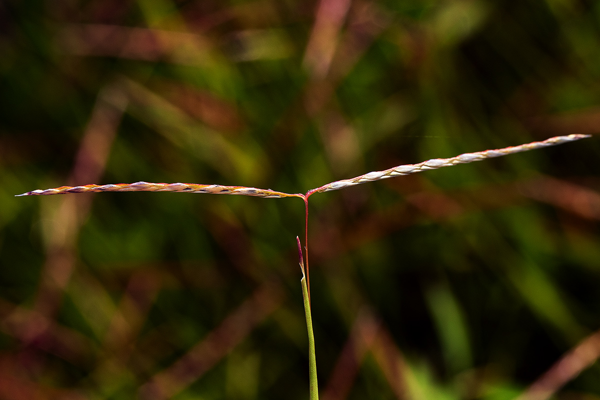 Digitaria complanata
