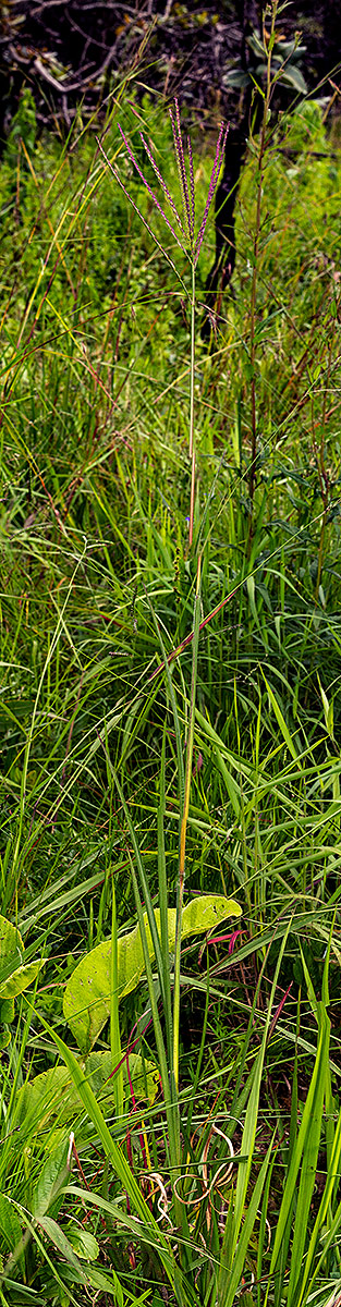 Phacelurus huillensis