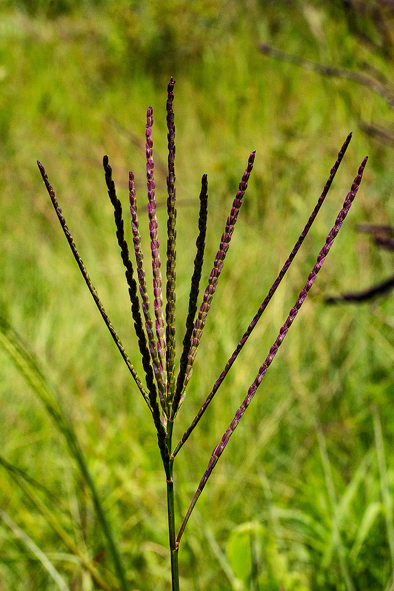 Phacelurus huillensis
