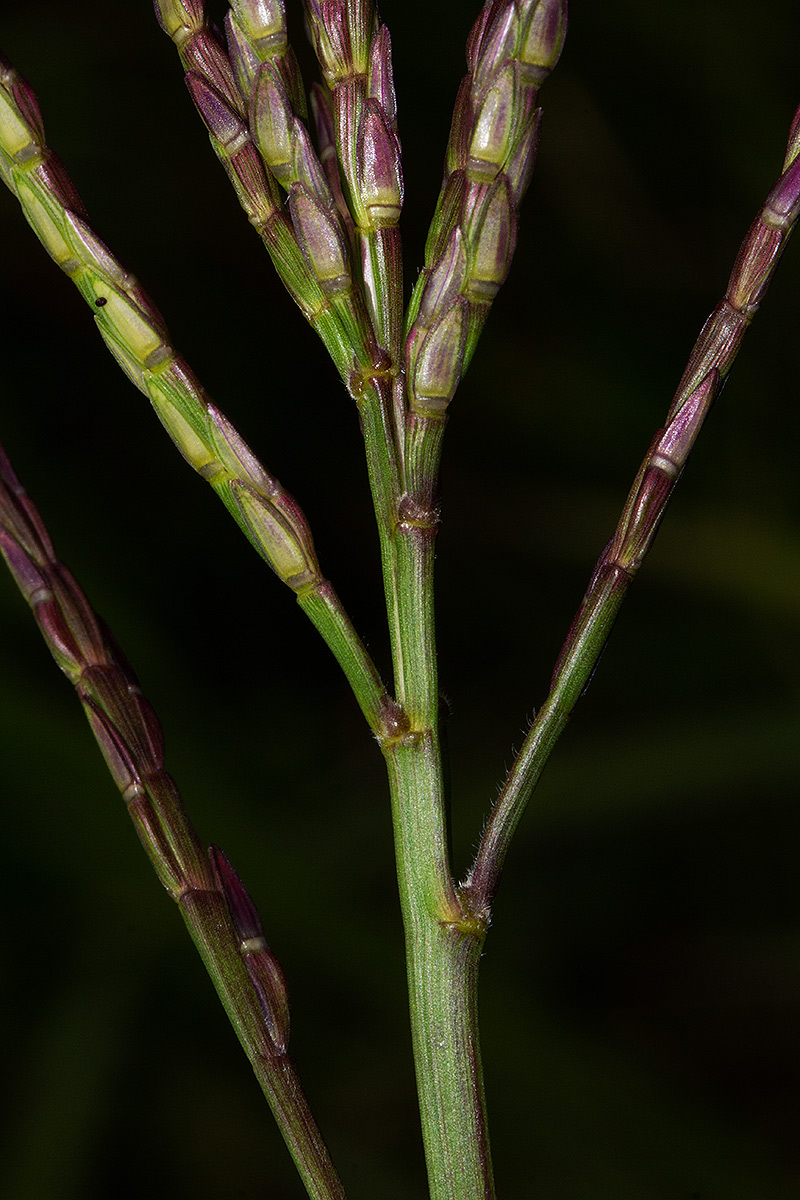 Phacelurus huillensis