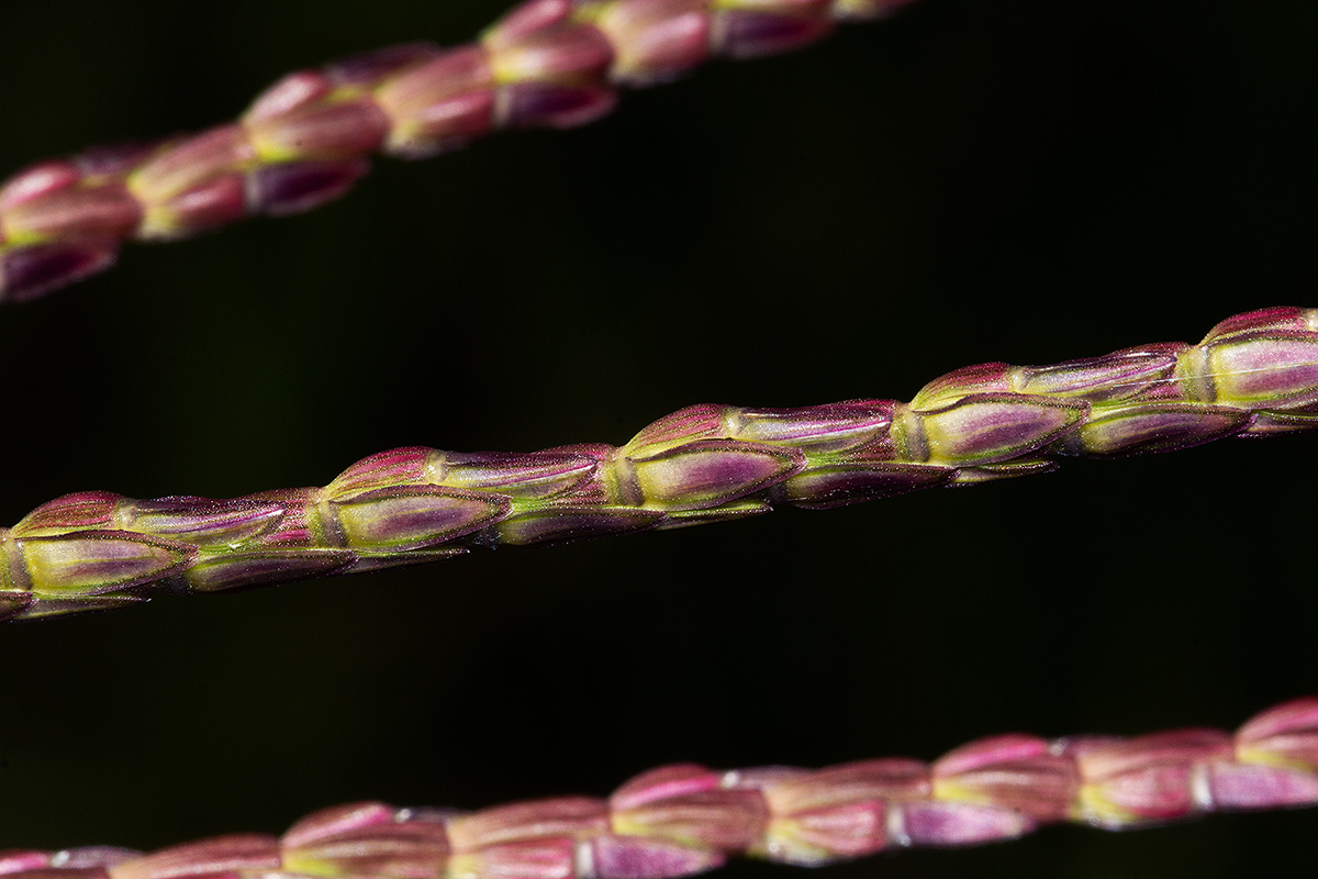 Phacelurus huillensis