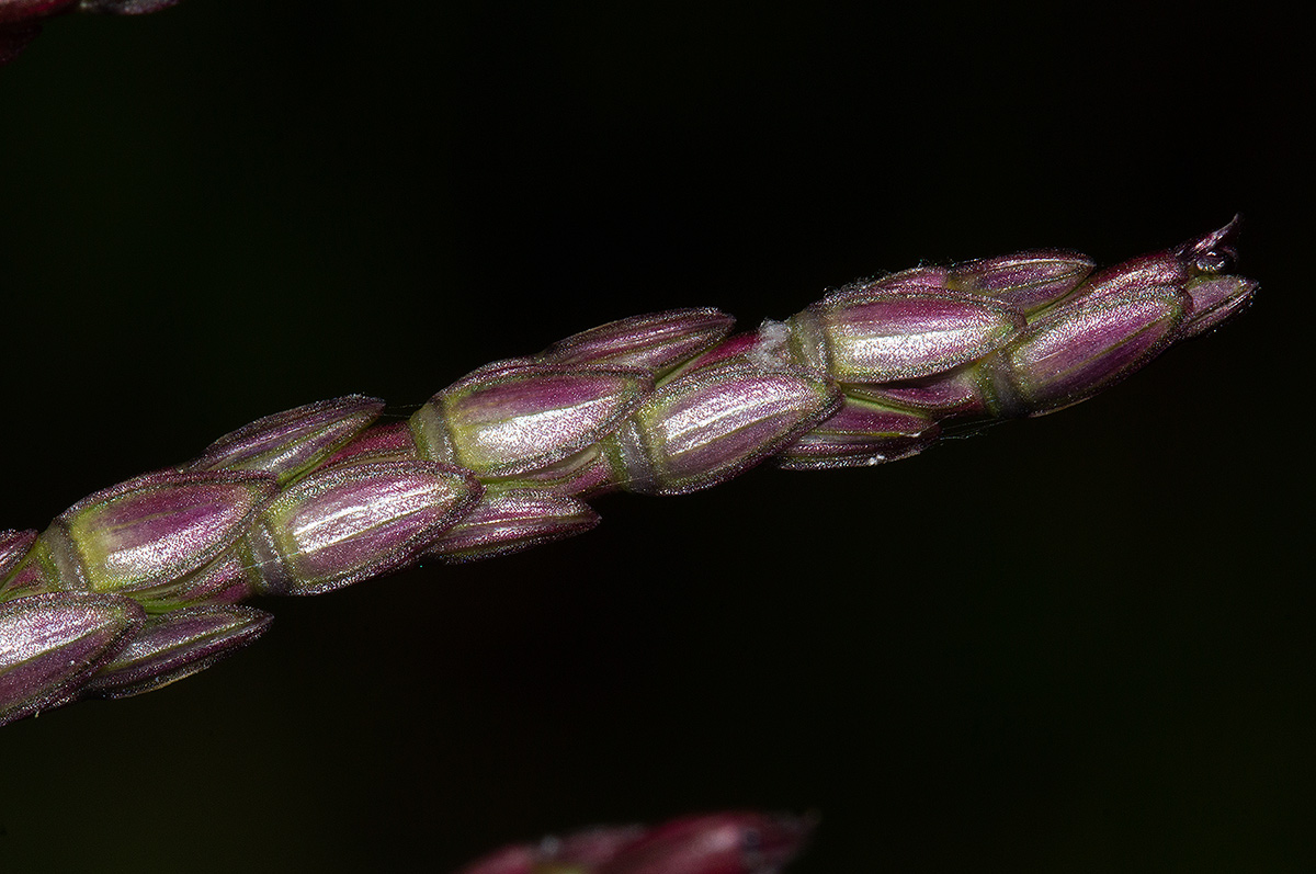 Phacelurus huillensis