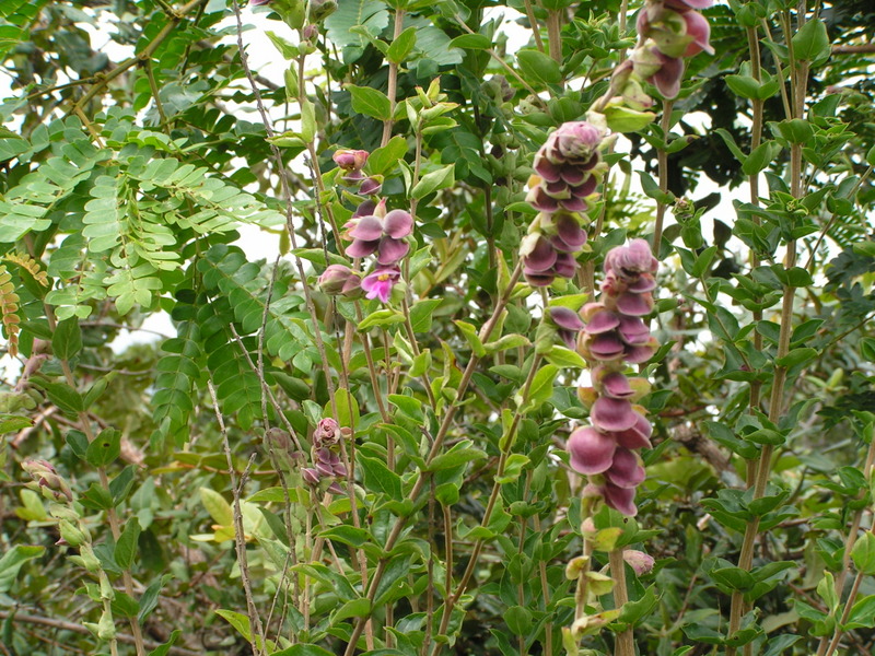 Tinnea antiscorbutica