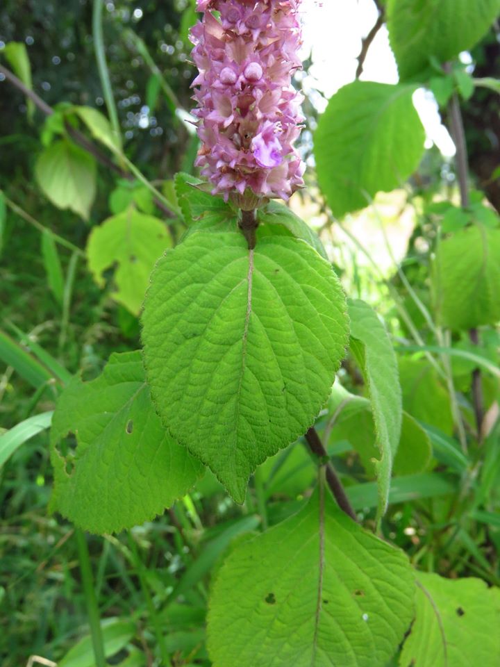 Achyrospermum cryptanthum