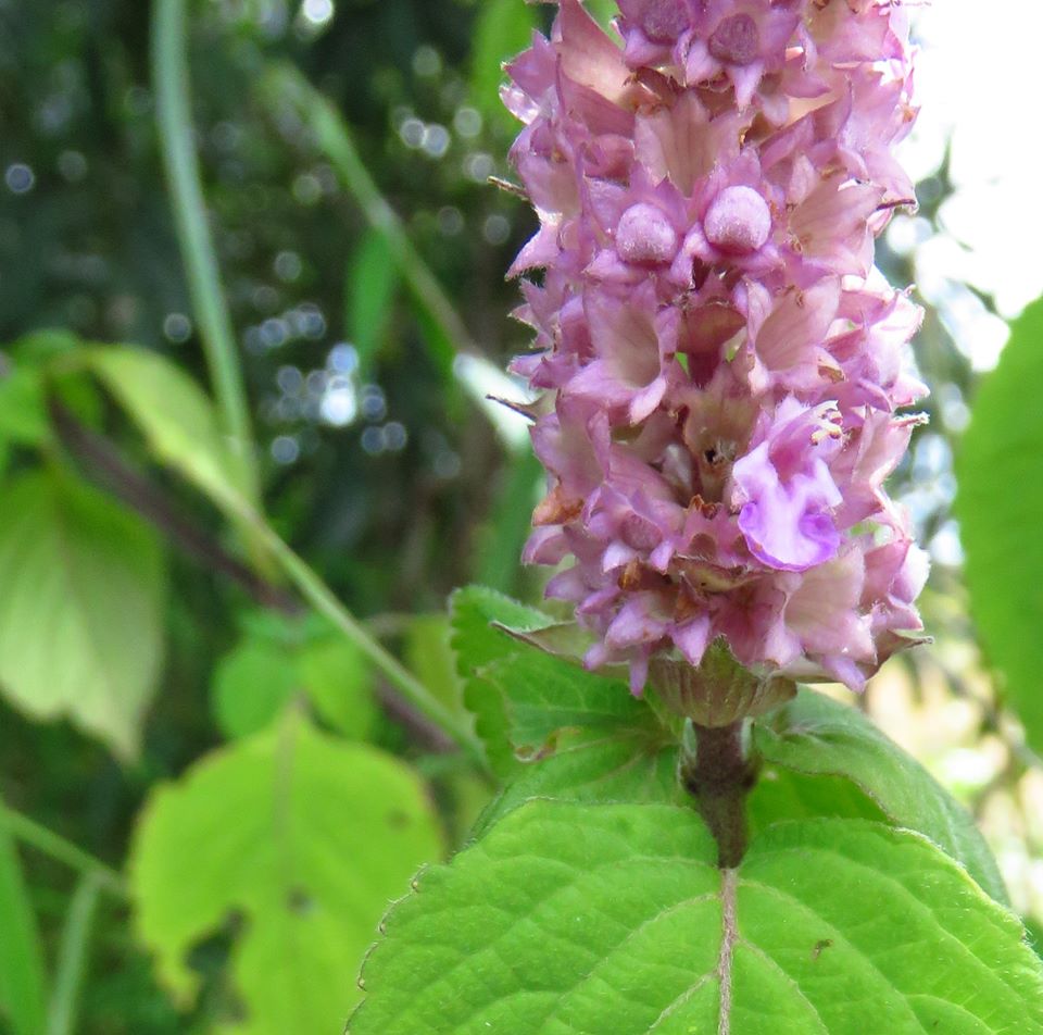 Achyrospermum cryptanthum