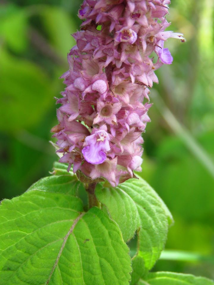 Achyrospermum cryptanthum