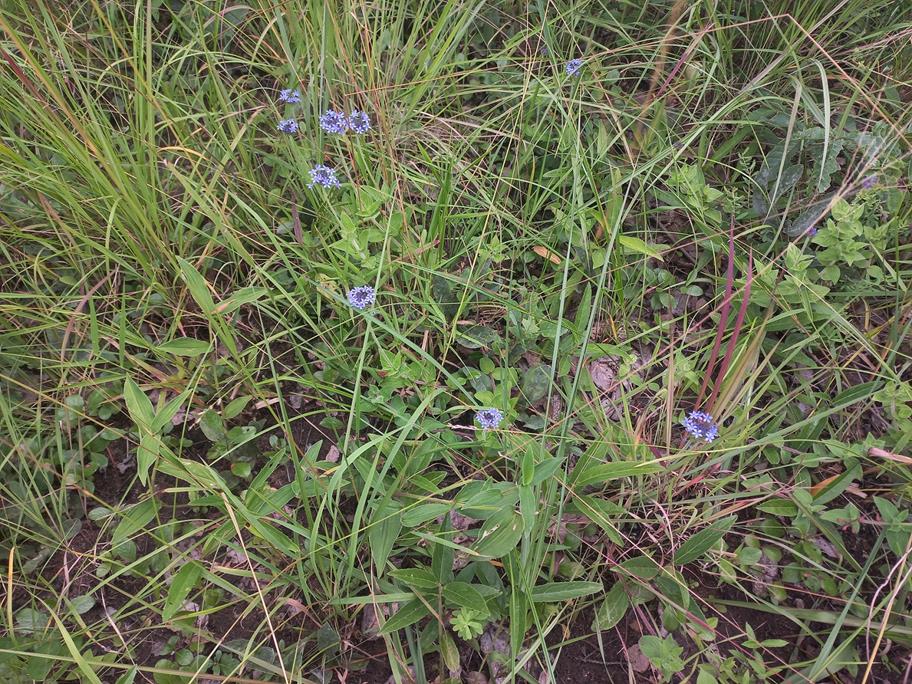 Pentanisia prunelloides subsp. latifolia