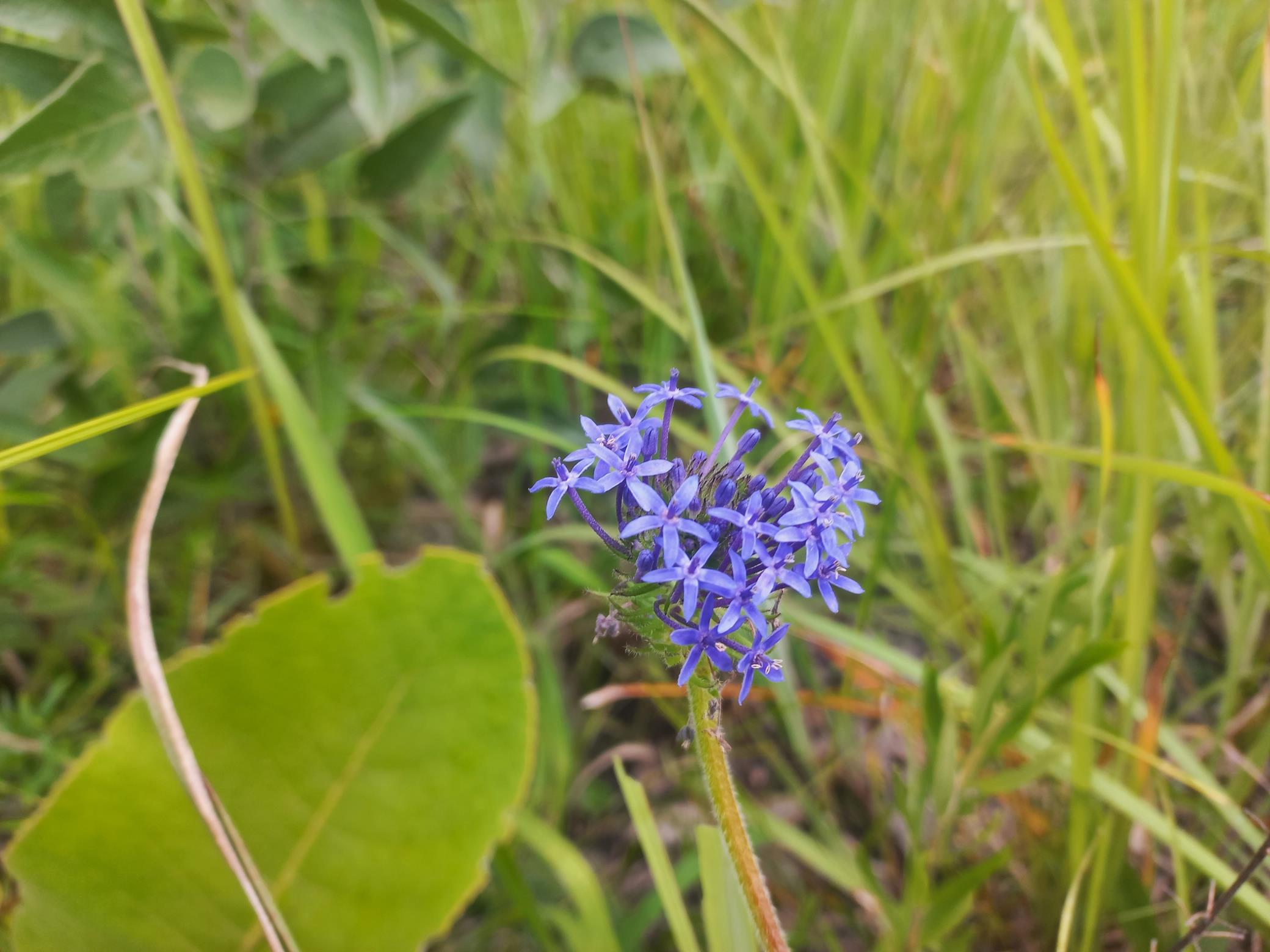 Pentanisia prunelloides subsp. latifolia