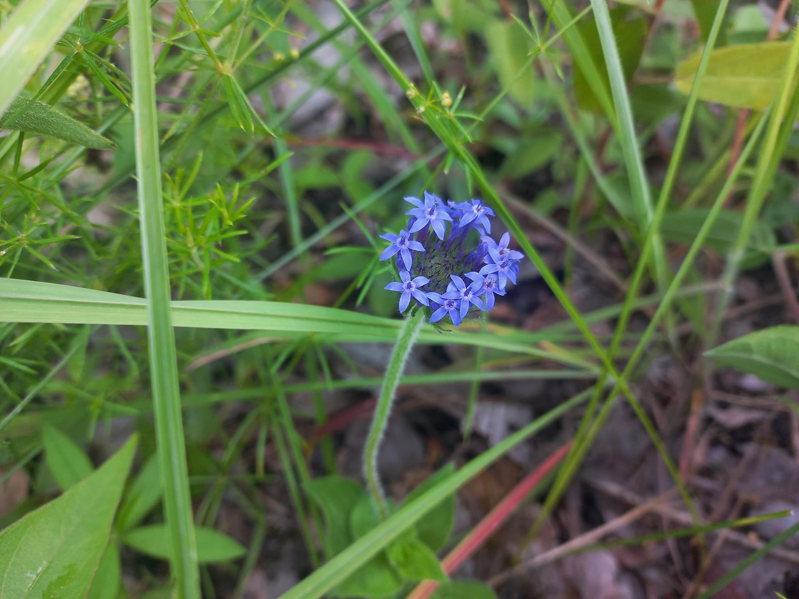 Pentanisia prunelloides subsp. latifolia