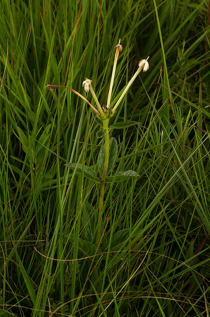 Pentas decora var. decora