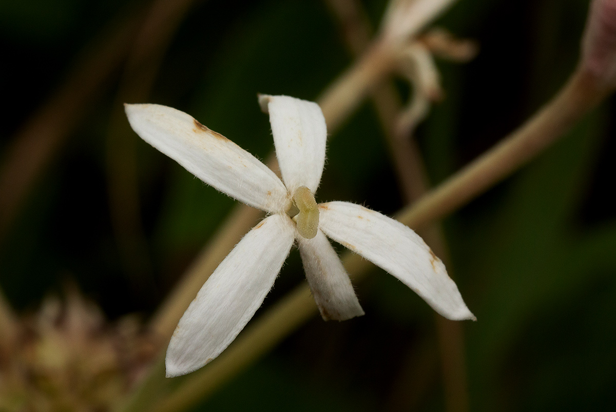 Pentas decora var. decora