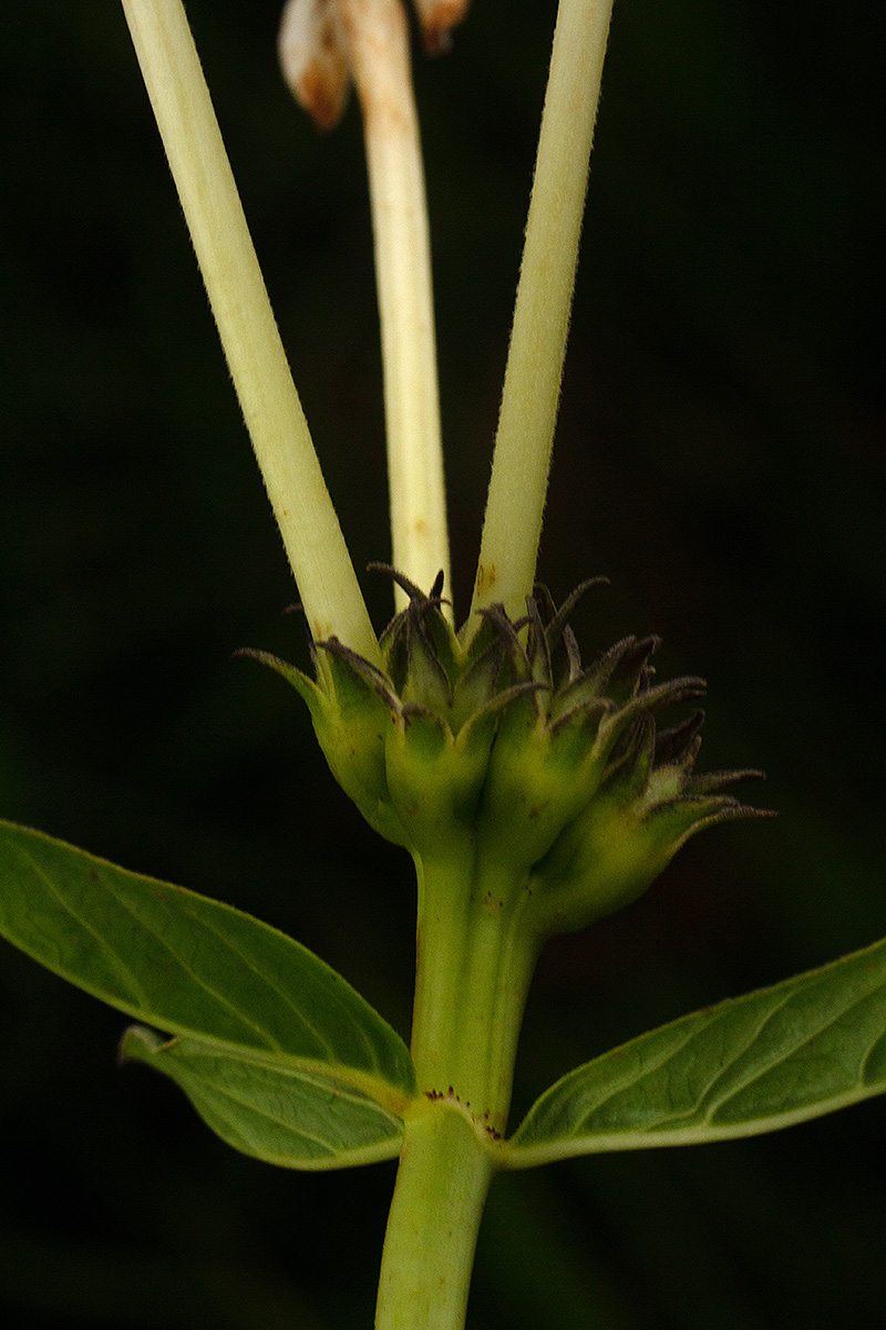 Pentas decora var. decora