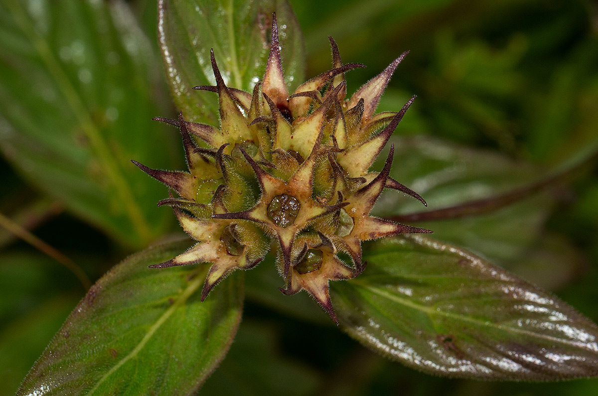 Pentas decora var. decora