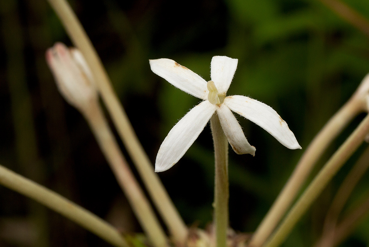Pentas decora var. decora