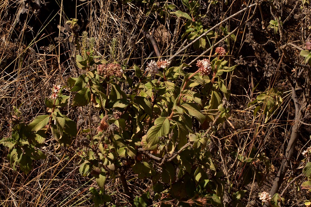 Pentas schimperiana subsp. schimperiana Pentas schimperiana subsp. schimperiana