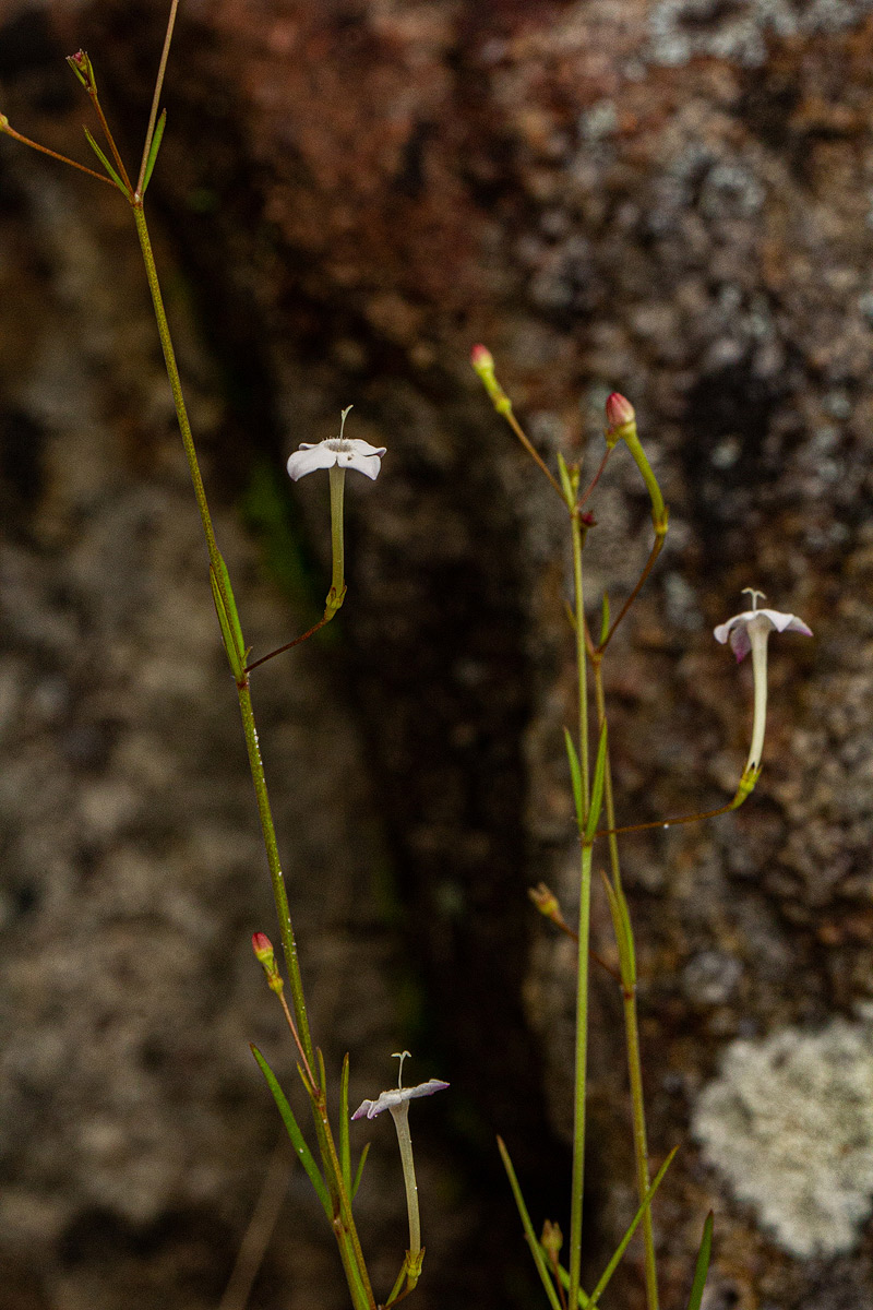 Kohautia confusa Kohautia confusa