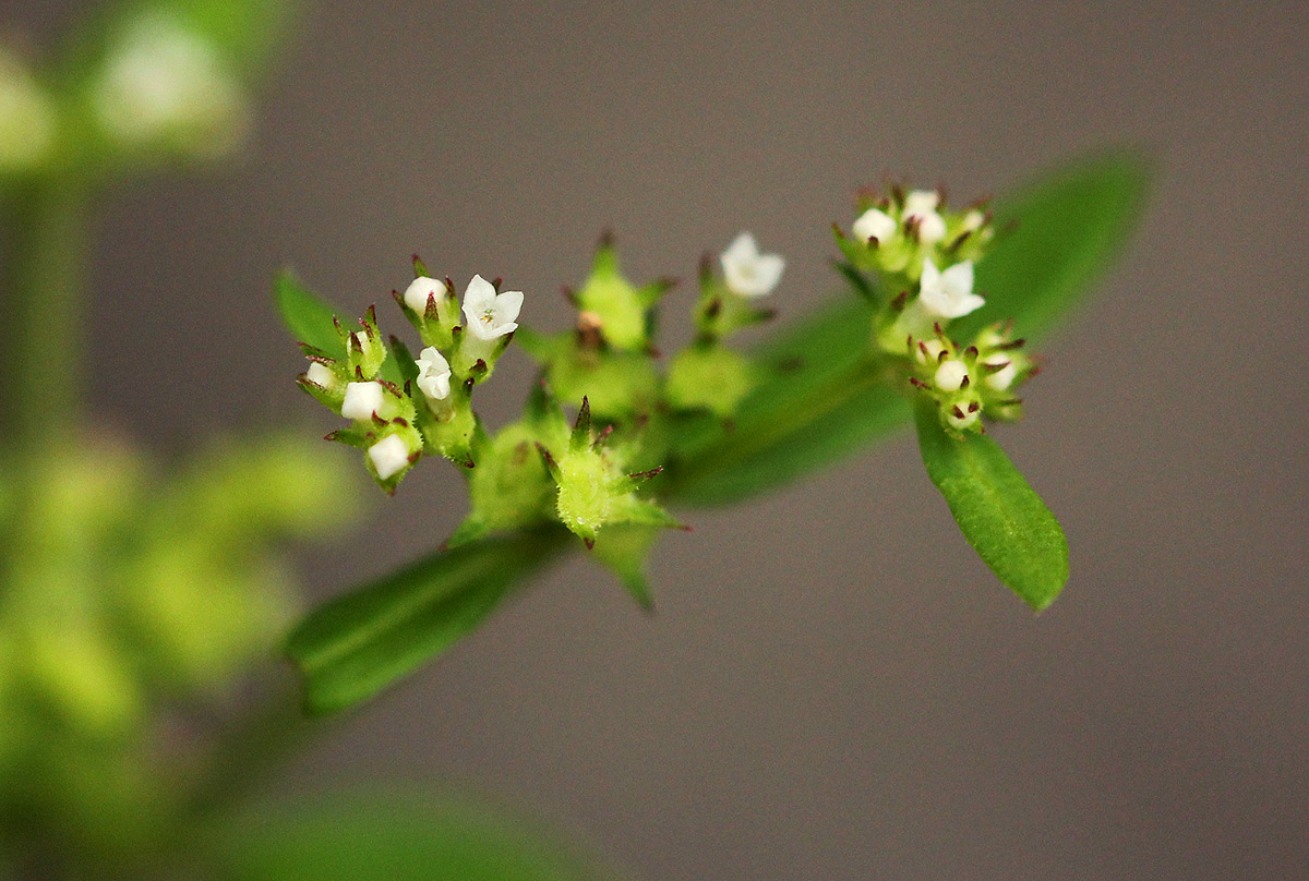 Mitrasacmopsis quadrivalvis
