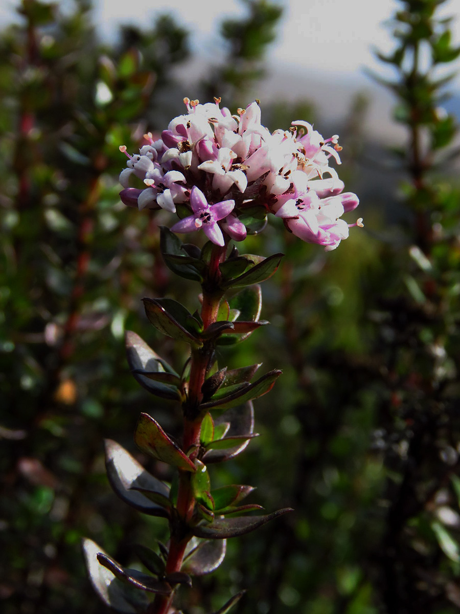Hedythyrsus thamnoideus