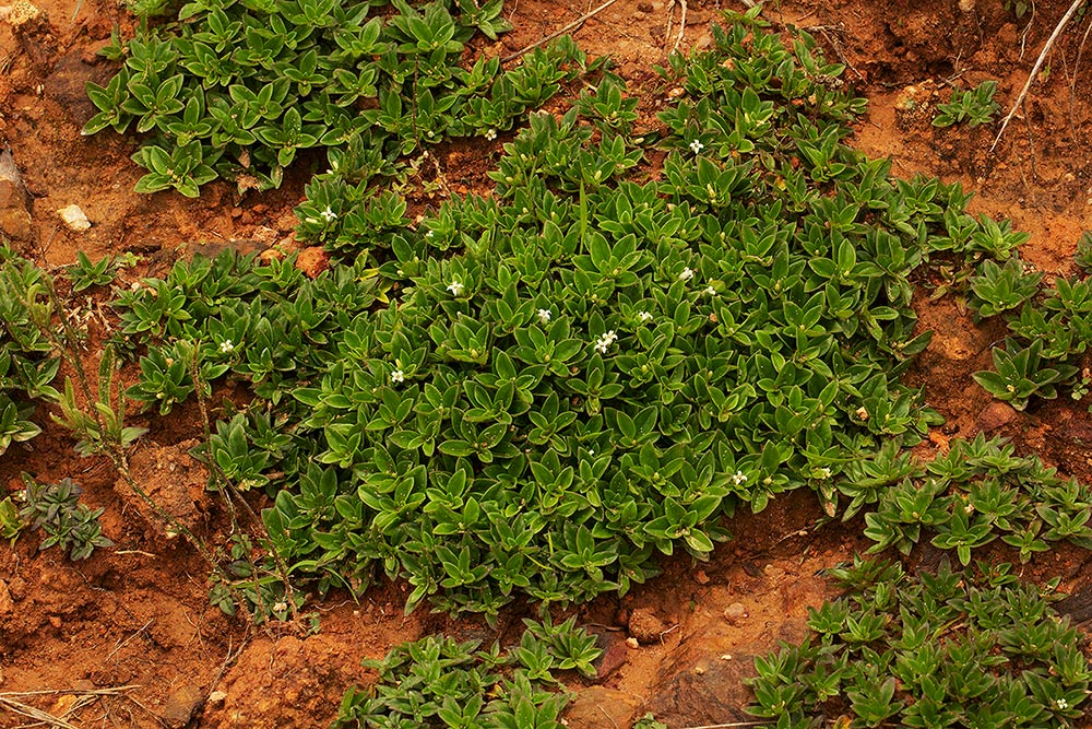 Lelya osteocarpa Lelya osteocarpa