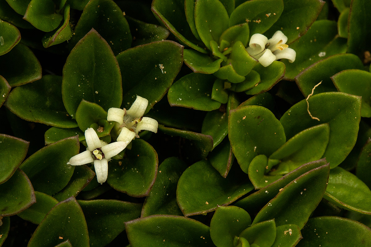 Lelya osteocarpa