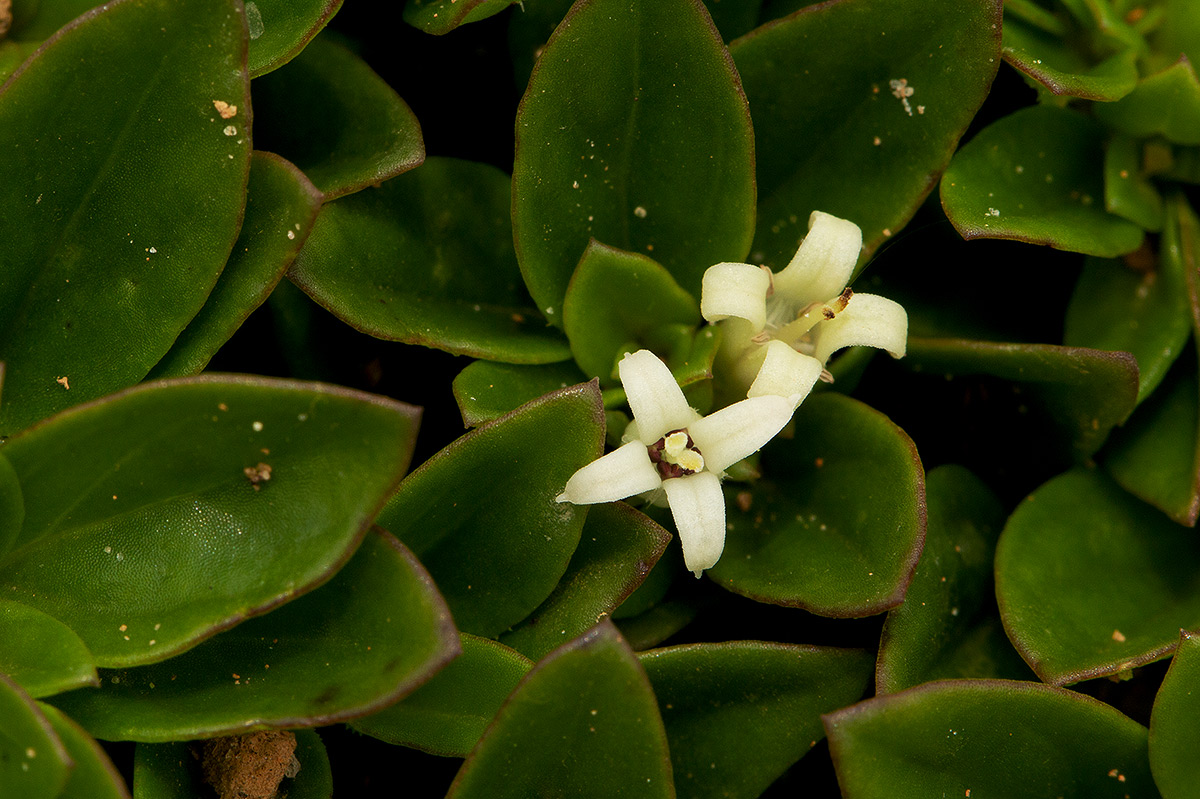 Lelya osteocarpa