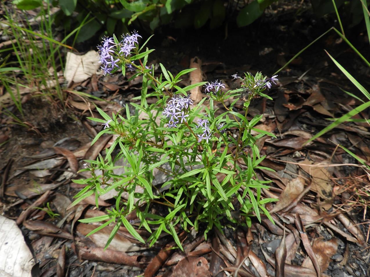 Otiophora caerulea Otiophora caerulea