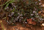 Otiophora villicaulis var. villicaulis