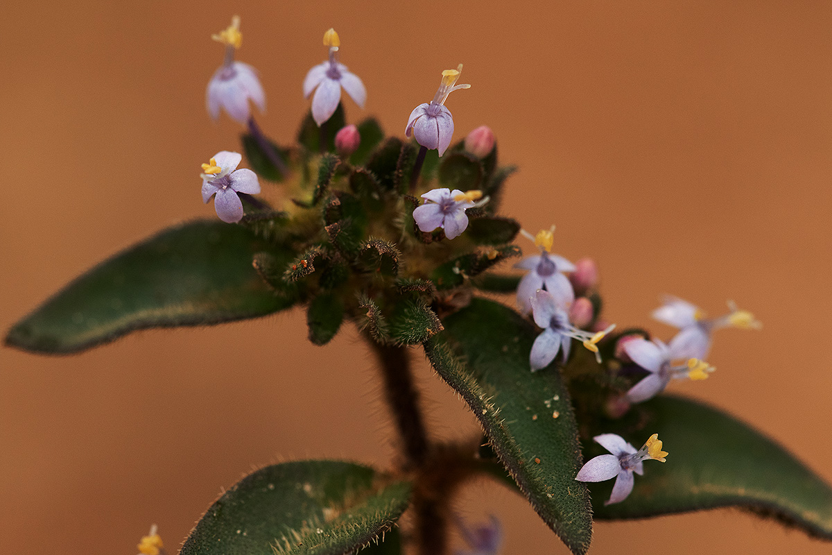 Otiophora villicaulis var. villicaulis