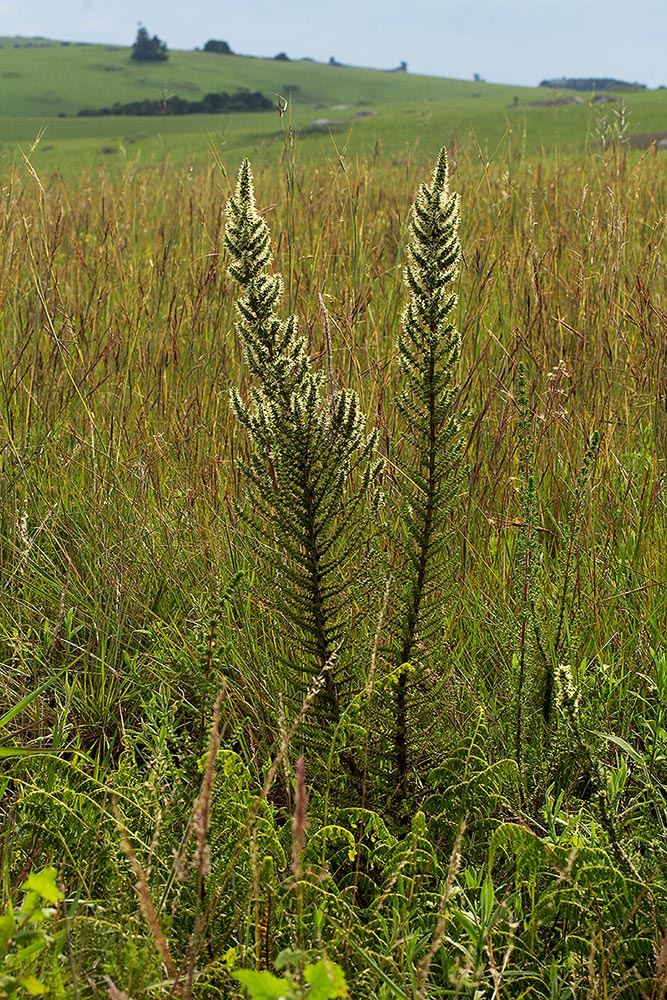 Anthospermum usambarense Anthospermum usambarense