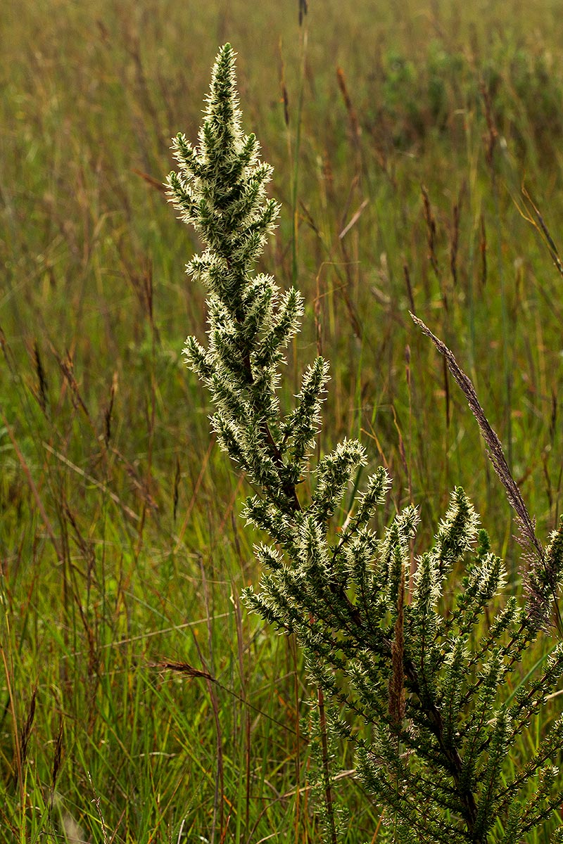 Anthospermum usambarense