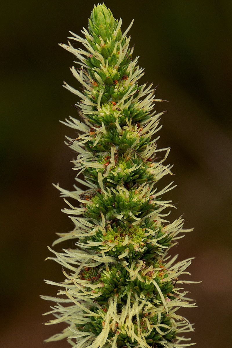 Anthospermum usambarense