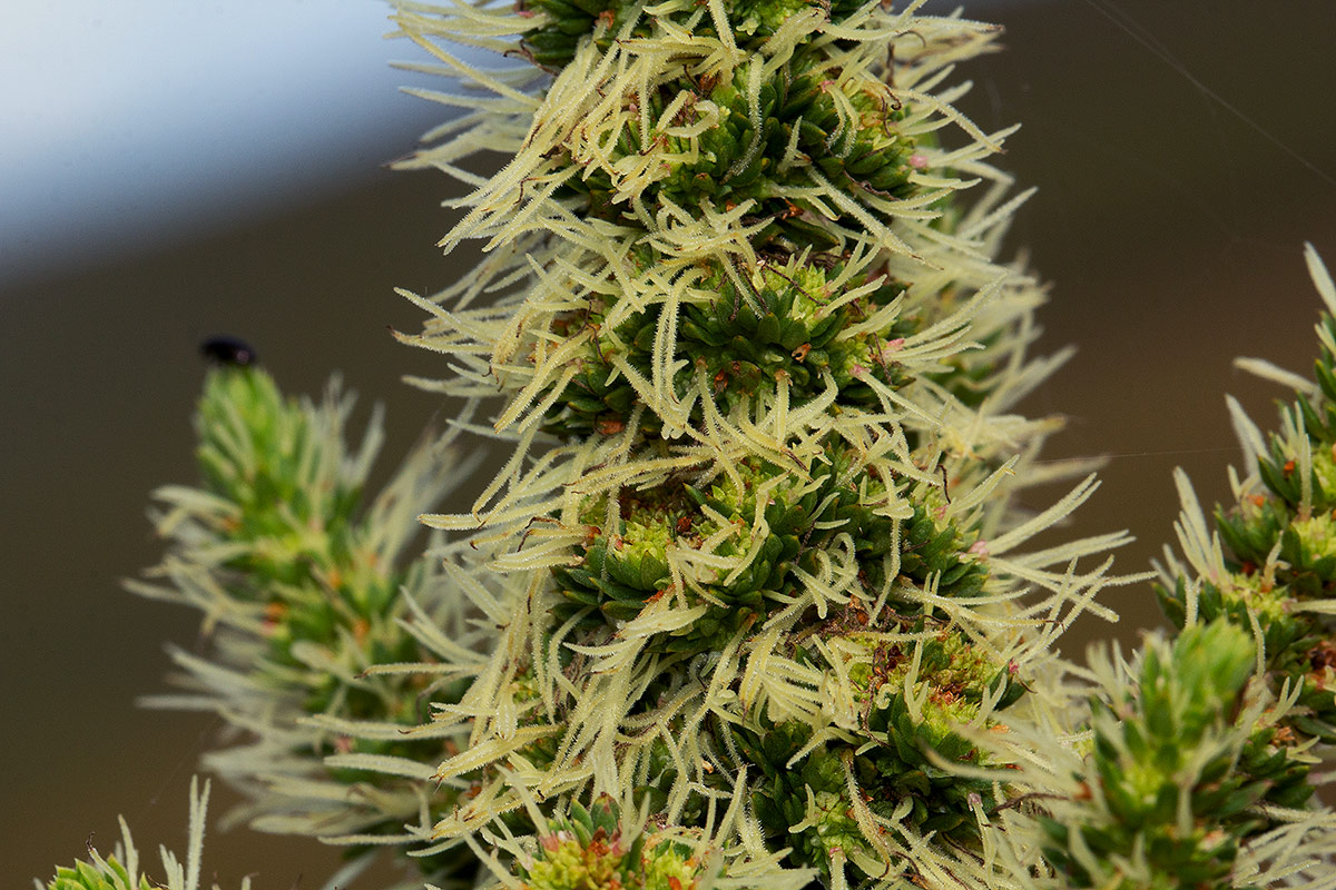 Anthospermum usambarense